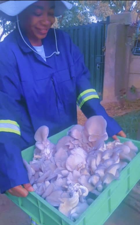 7. PRODUCTION AND HARVEST OF FIRST CYCLE (JUNE-JULY 2025)